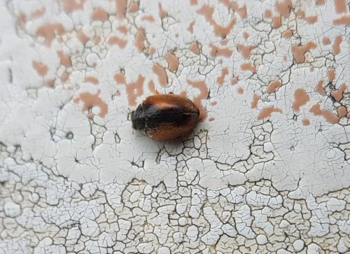 Réf. 218 495 : Scymnus interruptus